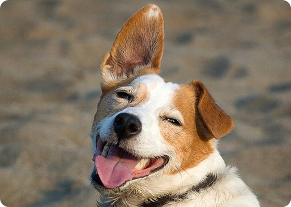 Фотограф-анималист Piotr Organa. Портреты братьев наших меньших