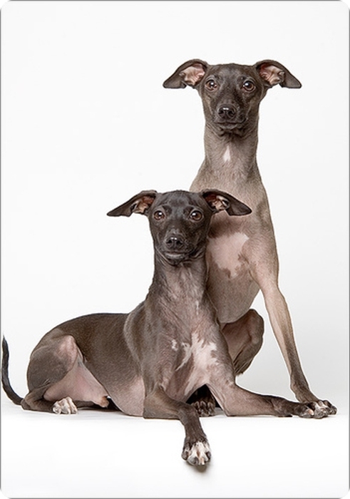 Фотограф-анималист Piotr Organa. Портреты братьев наших меньших