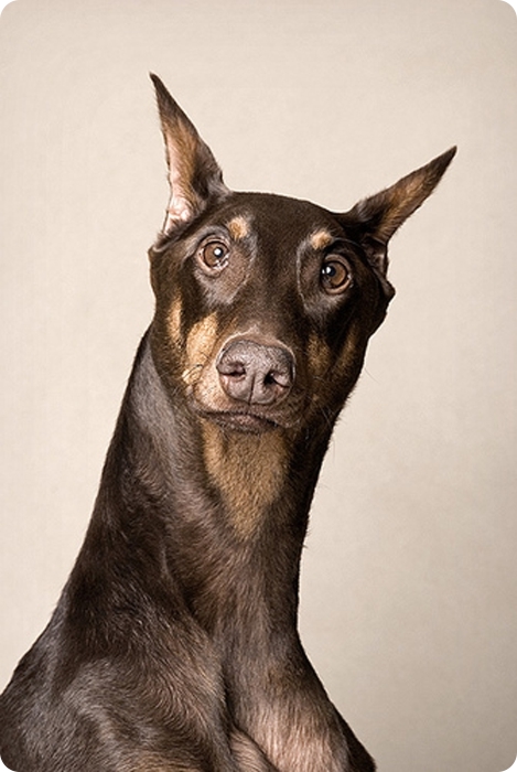 Фотограф-анималист Piotr Organa. Портреты братьев наших меньших