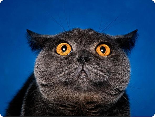 Фотограф-анималист Piotr Organa. Портреты братьев наших меньших