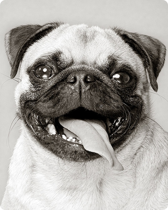 Фотограф-анималист Piotr Organa. Портреты братьев наших меньших