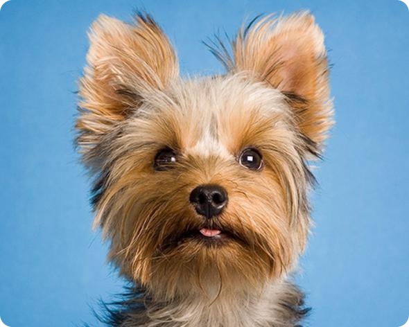 Фотограф-анималист Piotr Organa. Портреты братьев наших меньших