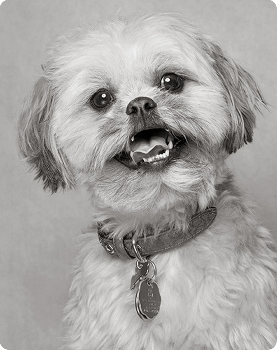 Фотограф-анималист Piotr Organa. Портреты братьев наших меньших