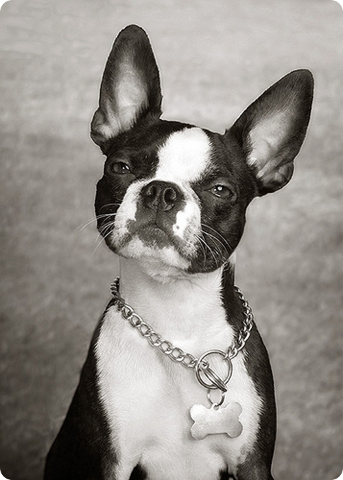 Фотограф-анималист Piotr Organa. Портреты братьев наших меньших