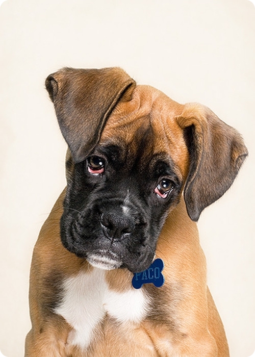 Фотограф-анималист Piotr Organa. Портреты братьев наших меньших