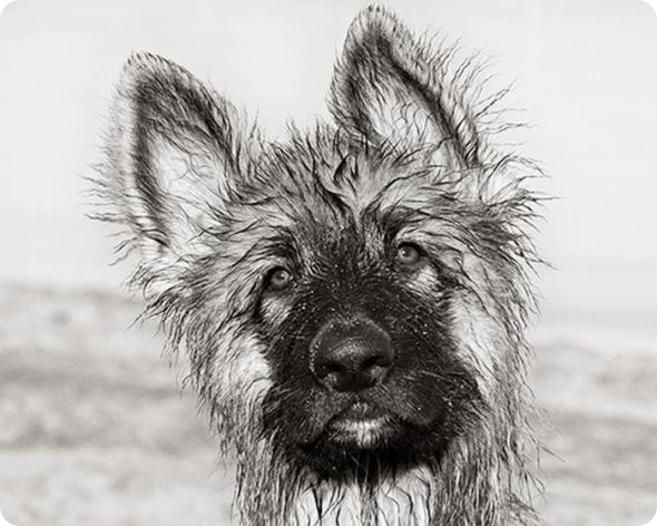 Фотограф-анималист Piotr Organa. Портреты братьев наших меньших