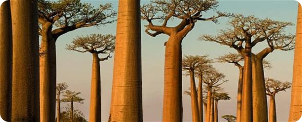 Мадагаскар: 20-летний обзор дикой природы острова от британского фотографа Ника Гарбутта.