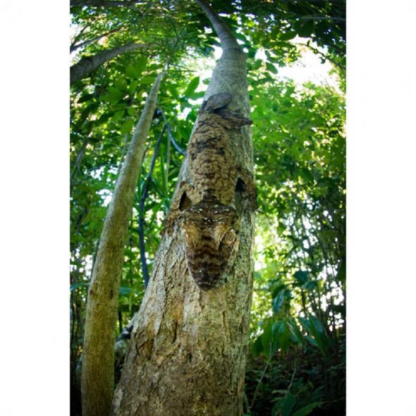 Мадагаскар: 20-летний обзор дикой природы острова от британского фотографа Ника Гарбутта.