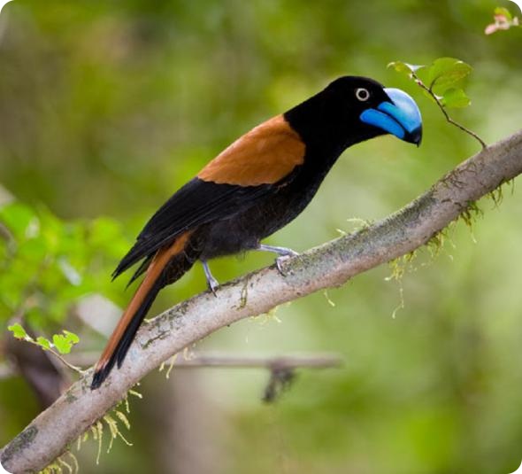 Мадагаскар: 20-летний обзор дикой природы острова от британского фотографа Ника Гарбутта.