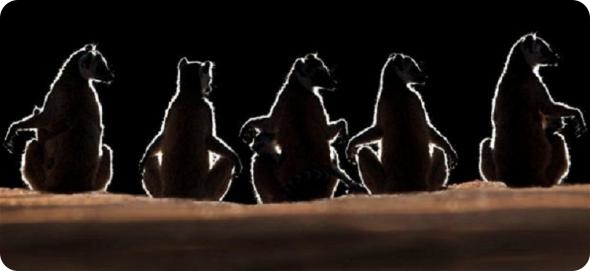 Мадагаскар: 20-летний обзор дикой природы острова от британского фотографа Ника Гарбутта.