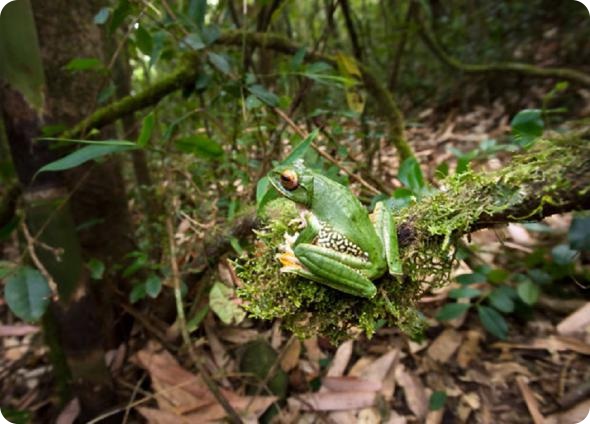 Мадагаскар: 20-летний обзор дикой природы острова от британского фотографа Ника Гарбутта.