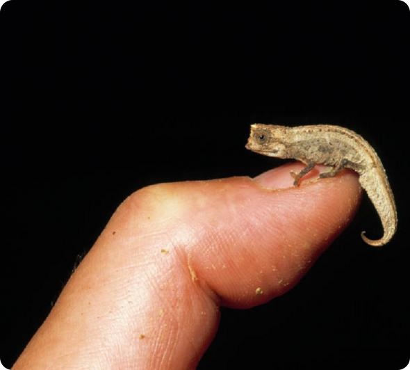 Мадагаскар: 20-летний обзор дикой природы острова от британского фотографа Ника Гарбутта.