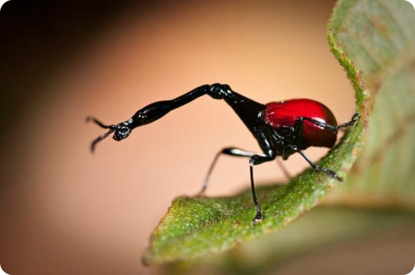 Мадагаскар: 20-летний обзор дикой природы острова от британского фотографа Ника Гарбутта.