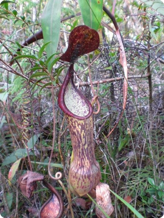 Непентес Аттенборо (лат. Nepenthes attenboroughii)
