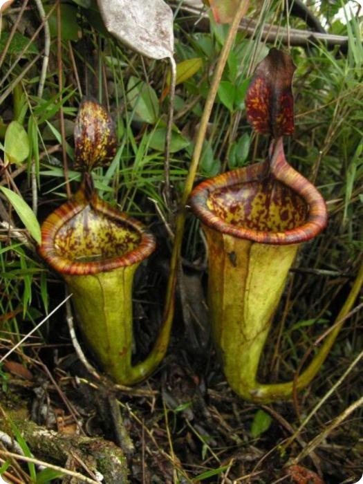 Непентес Аттенборо (лат. Nepenthes attenboroughii)