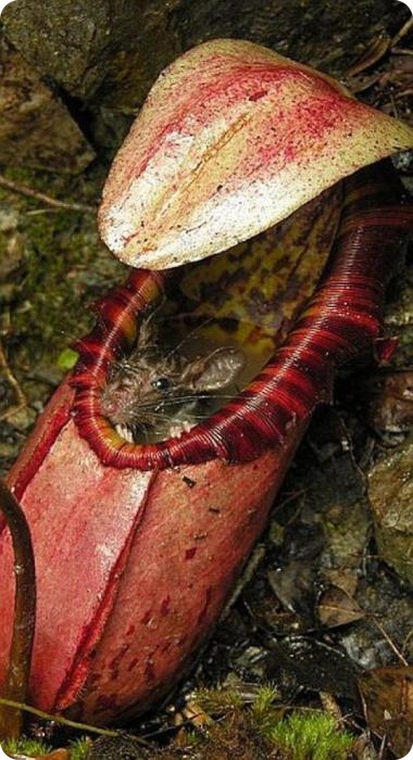 Непентес Аттенборо (лат. Nepenthes attenboroughii)
