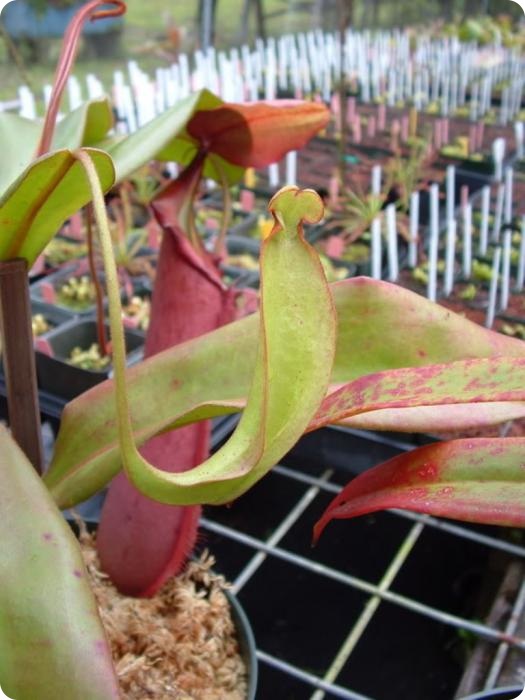 Непентес Аттенборо (лат. Nepenthes attenboroughii)
