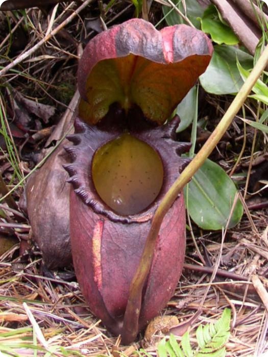 Непентес Аттенборо (лат. Nepenthes attenboroughii)