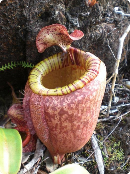 Непентес Аттенборо (лат. Nepenthes attenboroughii)