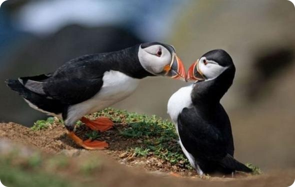 Смешные картинки животных - Выпуск № 18 (День всех влюбленных)