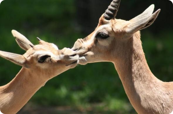 Смешные картинки животных - Выпуск № 18 (День всех влюбленных)