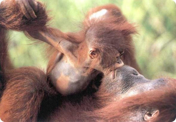 Смешные картинки животных - Выпуск № 18 (День всех влюбленных)