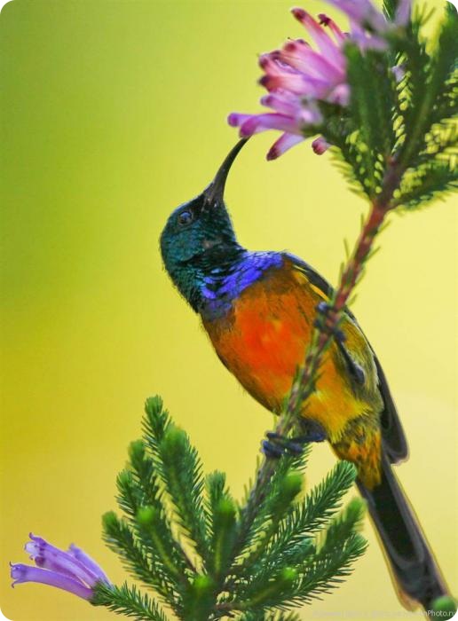 Звериные тропы февраля (неделя вторая).