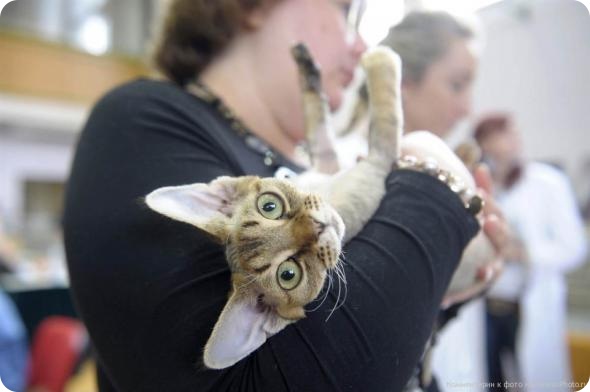 Звериные тропы февраля (неделя вторая).