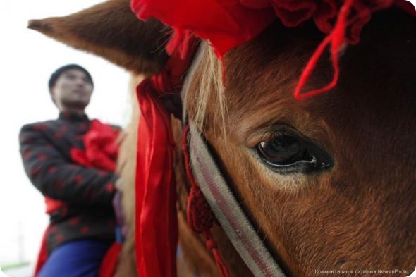 Звериные тропы февраля (неделя вторая).