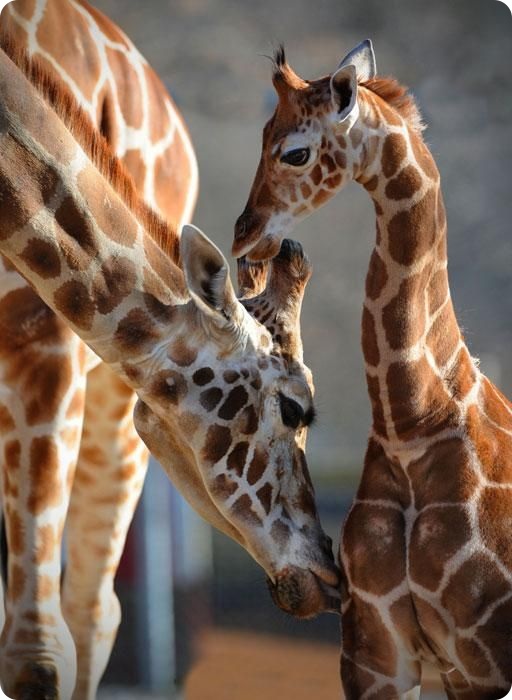 Новости в фотографиях за неделю (75 фото+текст)