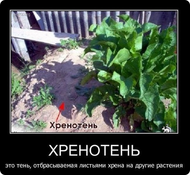 Демотиваторы (113 фото)