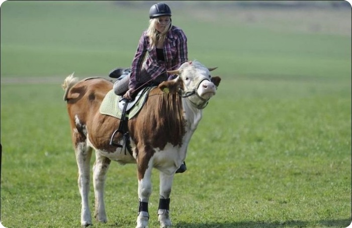 Верхом на Луне (5 фото)
