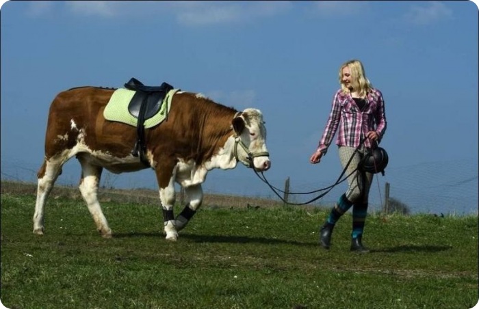 Верхом на Луне (5 фото)
