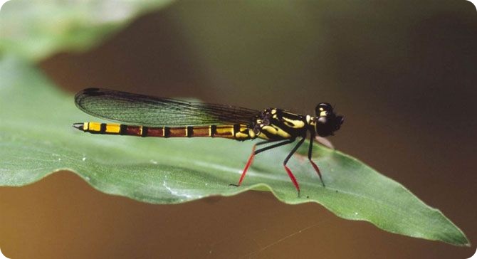 20 самых необычных животных, найденных за последние 20 лет (20 фото)