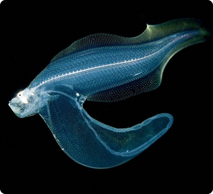 Светящиеся существа из морских глубин (10 фото)