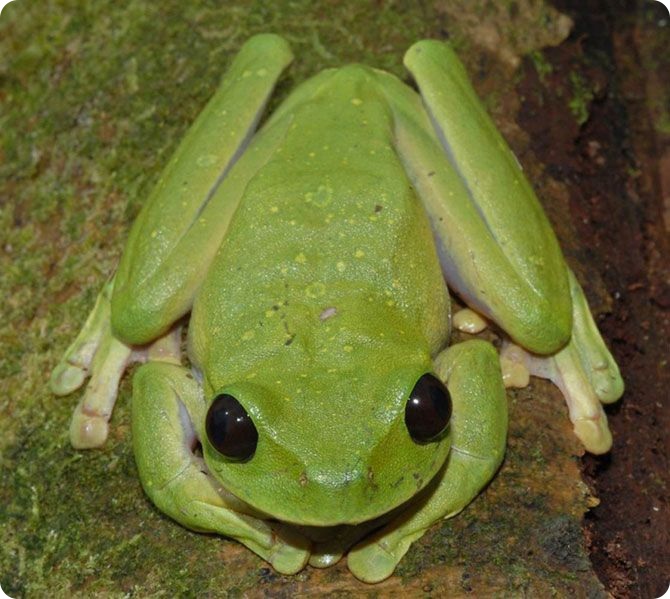 20 самых необычных животных, найденных за последние 20 лет (20 фото)