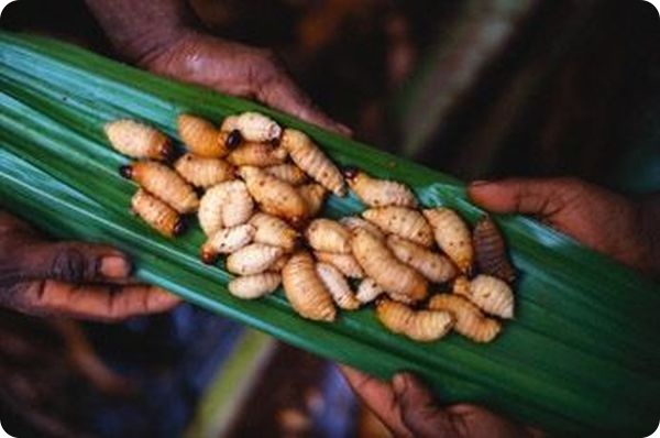 12 самых вкусных блюд из насекомых