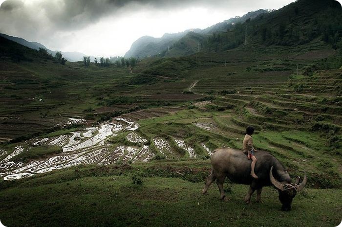 Мальчик и бык (25 фото)