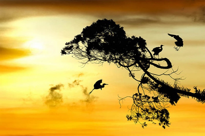 Тени и силуэты