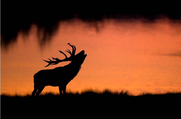 Тени и силуэты