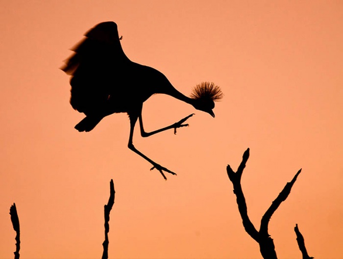 Тени и силуэты