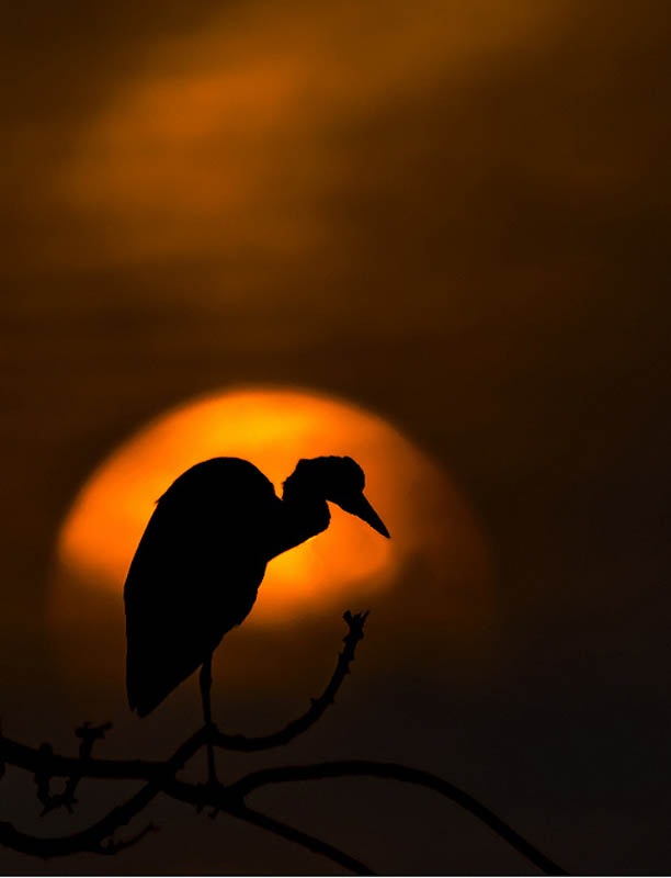 Тени и силуэты