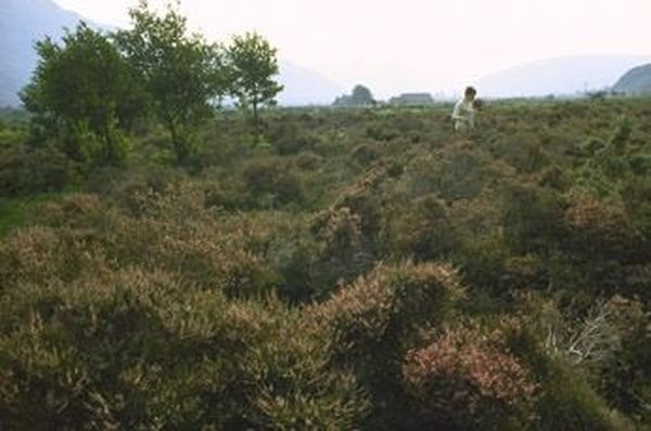 Десять мест, где исполняются желания (10 фото)