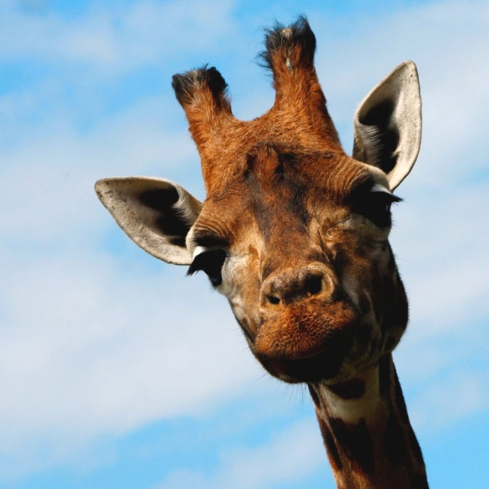 Факты о жирафах