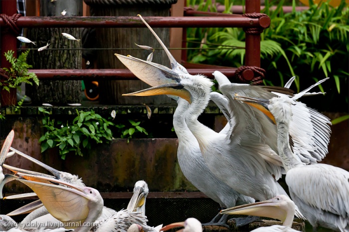 Сингапурский парк птиц