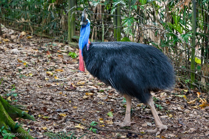 Сингапурский парк птиц