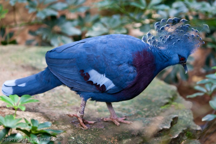 Сингапурский парк птиц