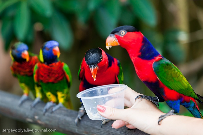 Сингапурский парк птиц