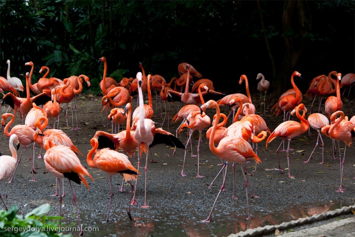 Сингапурский парк птиц