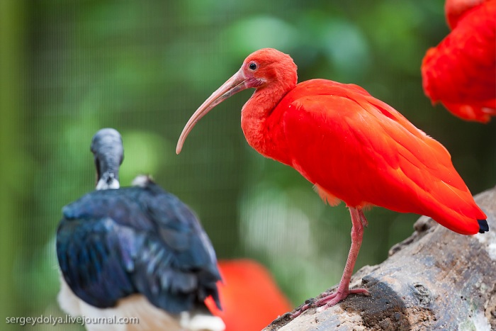 Сингапурский парк птиц